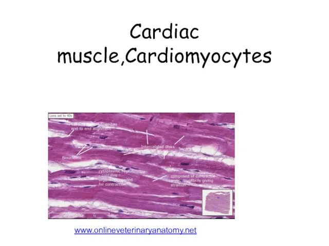 www.onlineveterinaryanatomy.net Cardiac muscle,Cardiomyocytes