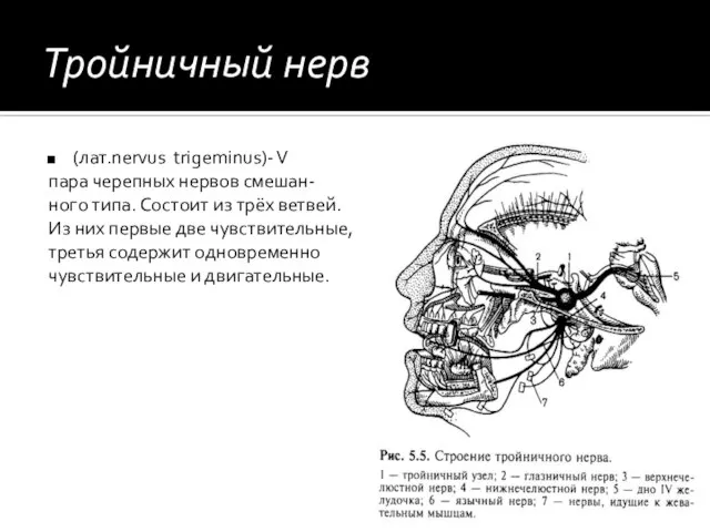 Тройничный нерв (лат.nervus trigeminus)- V пара черепных нервов смешан- ного типа.