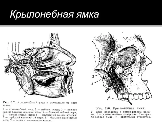 Крылонебная ямка