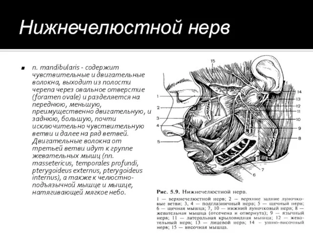 Нижнечелюстной нерв n. mandibularis - содержит чувствительные и двигательные волокна, выходит