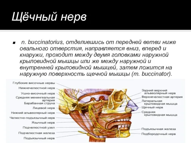 Щёчный нерв n. buccinatorius, отделившись от передней ветви ниже овального отверстия,