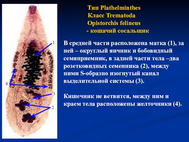 Тип Plathelminthes Класс Trematoda Opistorchis felineus - кошачий сосальщик В средней