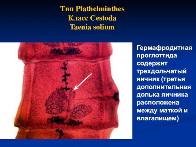 Гермафродитная проглоттида содержит трехдольчатый яичник (третья дополнительная долька яичника расположена между
