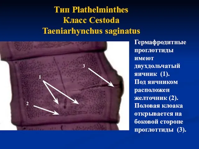 Тип Plathelminthes Класс Cestoda Taeniarhynchus saginatus Гермафродитные проглоттиды имеют двухдольчатый яичник