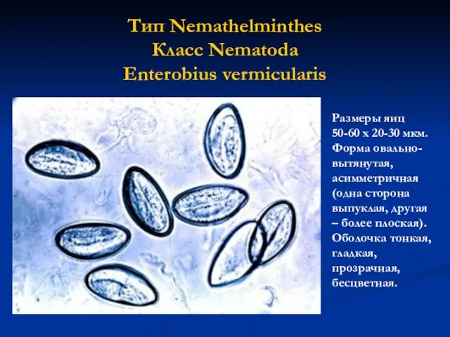 Тип Nemathelminthes Класс Nematoda Enterobius vermicularis Размеры яиц 50-60 х 20-30