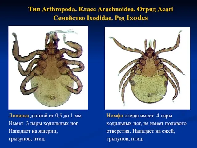 Тип Arthropoda. Класс Arachnoidea. Отряд Аcari Семейство Ixodidae. Род Ixodes Личинка