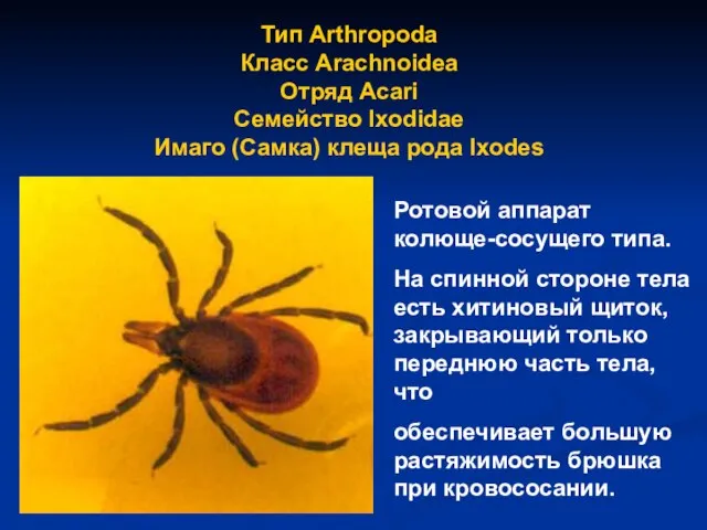 Тип Arthropoda Класс Arachnoidea Отряд Аcari Семейство Ixodidae Имаго (Самка) клеща