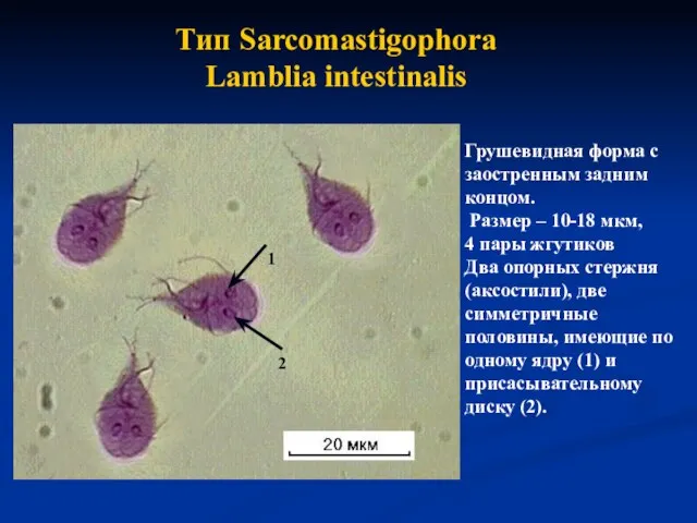 Тип Sarcomastigophora Lamblia intestinalis Грушевидная форма с заостренным задним концом. Размер