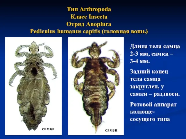 Тип Arthropoda Класс Insecta Отряд Anoplura Pediculus humanus capitis (головная вошь)