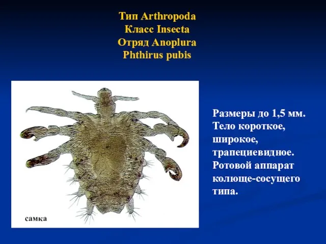 Тип Arthropoda Класс Insecta Отряд Anoplura Phthirus pubis Размеры до 1,5