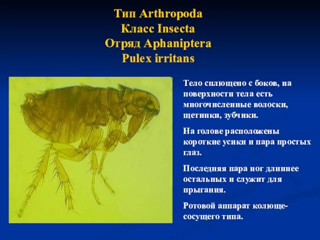 Тип Arthropoda Класс Insecta Отряд Aphaniptera Pulex irritans Тело сплющено с