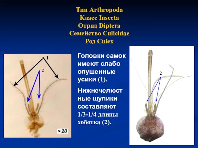 Тип Arthropoda Класс Insecta Отряд Diptera Семейство Culicidae Род Culex Головки