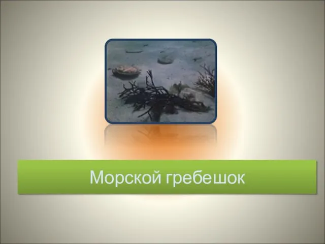 Морской гребешок