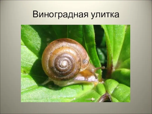 Виноградная улитка