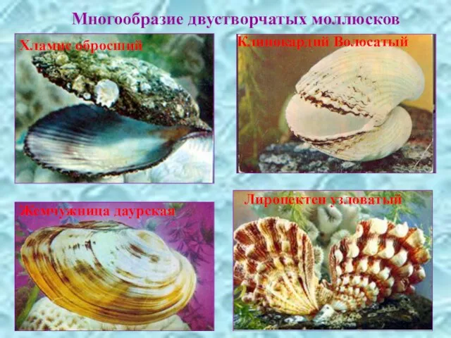 Многообразие двустворчатых моллюсков