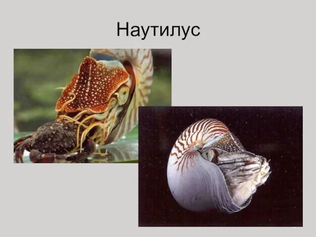 Наутилус