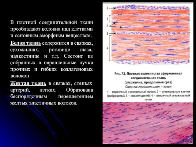 В плотной соединительной ткани преобладают волокна над клетками и основным аморфным