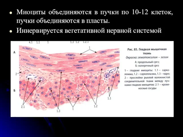 Миоциты объединяются в пучки по 10-12 клеток, пучки объединяются в пласты. Иннервируется вегетативной нервной системой