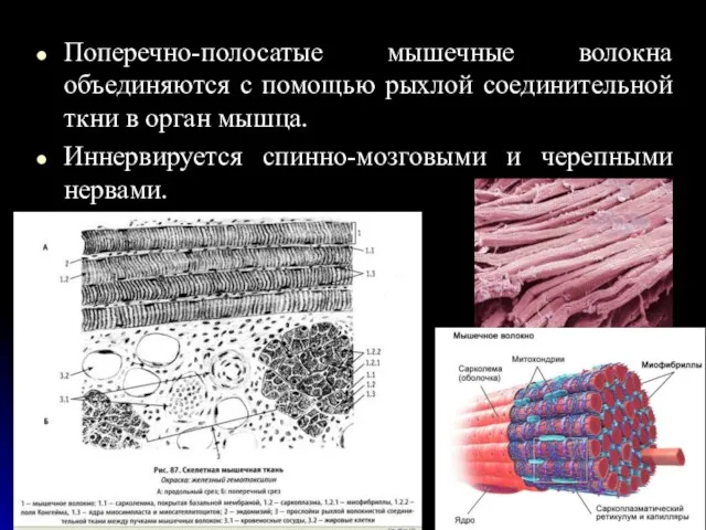 Поперечно-полосатые мышечные волокна объединяются с помощью рыхлой соединительной ткни в орган
