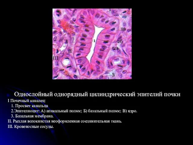 Однослойный однорядный цилиндрический эпителий почки I Почечный каналец: 1. Просвет канальца