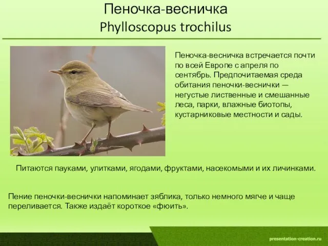 Пеночка-весничка Phylloscopus trochilus Пеночка-весничка встречается почти по всей Европе с апреля