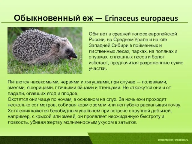 Обыкновенный еж — Erinaceus europaeus Обитает в средней полосе европейской России,