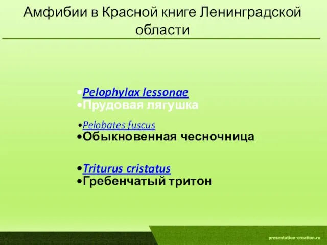 Амфибии в Красной книге Ленинградской области Pelophylax lessonae Прудовая лягушка Pelobates