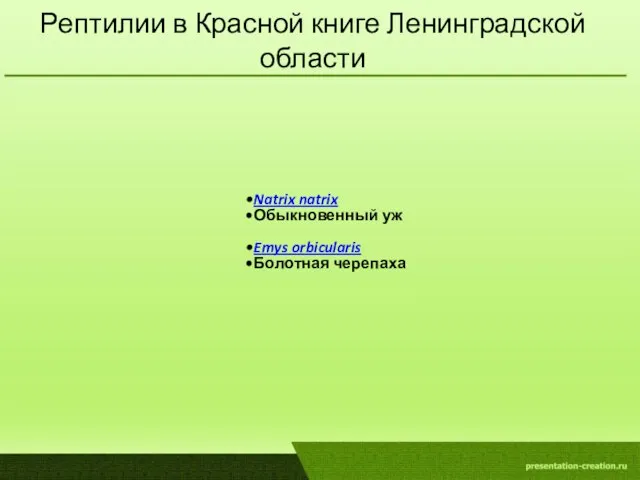 Рептилии в Красной книге Ленинградской области Natrix natrix Обыкновенный уж Emys orbicularis Болотная черепаха