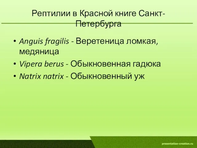 Рептилии в Красной книге Санкт-Петербурга Anguis fragilis - Веретеница ломкая, медяница