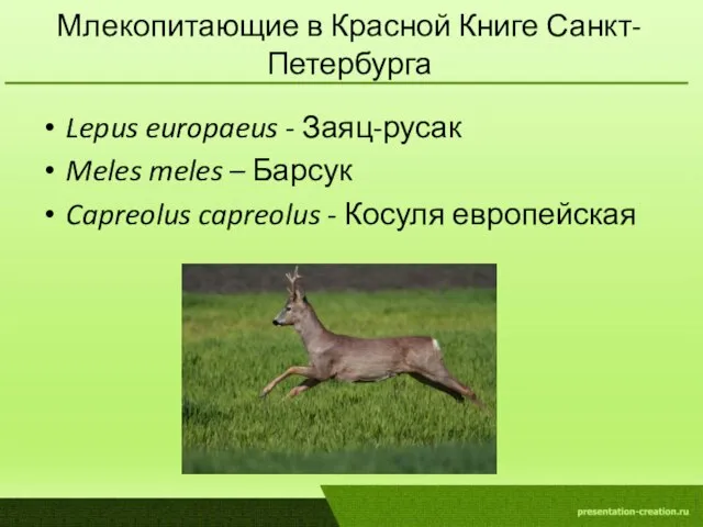 Млекопитающие в Красной Книге Санкт-Петербурга Lepus europaeus - Заяц-русак Meles meles