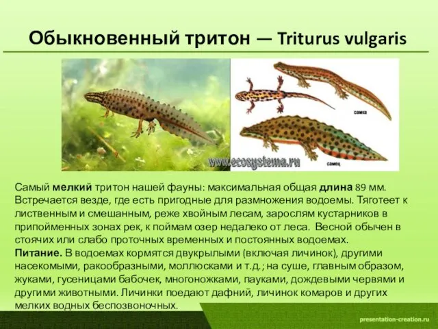 Обыкновенный тритон — Triturus vulgaris Самый мелкий тритон нашей фауны: максимальная