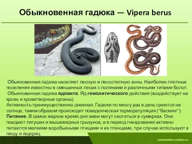 Обыкновенная гадюка — Vipera berus Обыкновенная гадюка населяет лесную и лесостепную