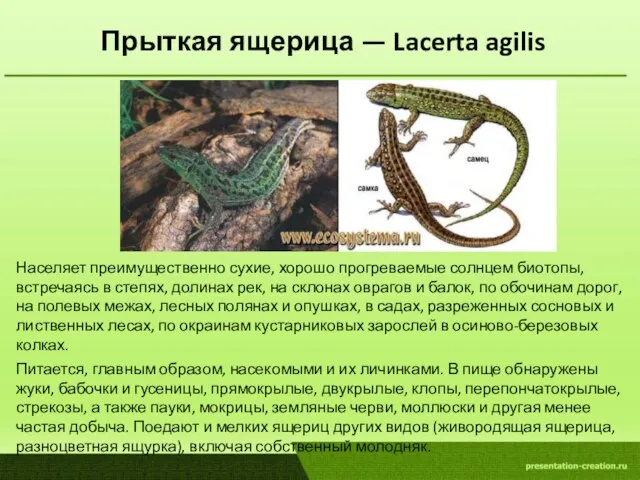 Прыткая ящерица — Lacerta agilis Населяет преимущественно сухие, хорошо прогреваемые солнцем