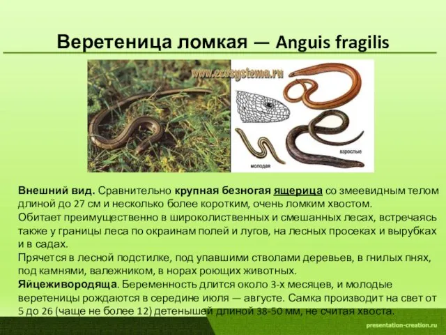 Веретеница ломкая — Anguis fragilis Внешний вид. Сравнительно крупная безногая ящерица