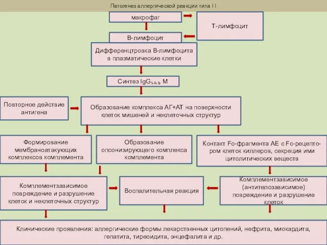 Патогенез аллергической реакции типа I I Дифференцтровка В-лимфоцита в плазматические клетки