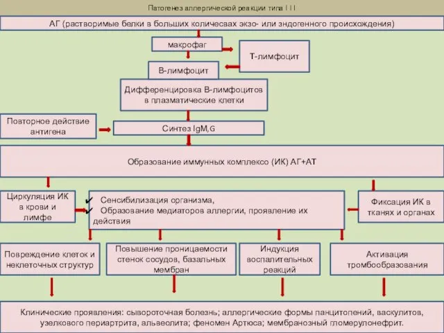 Патогенез аллергической реакции типа I I I АГ (растворимые белки в