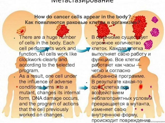 How do cancer cells appear in the body? Как появляются раковые