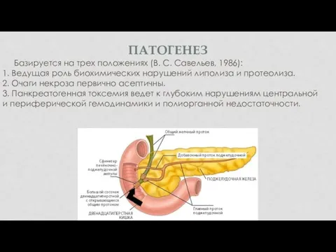 ПАТОГЕНЕЗ Базируется на трех положениях (В. С. Савельев, 1986): 1. Ведущая