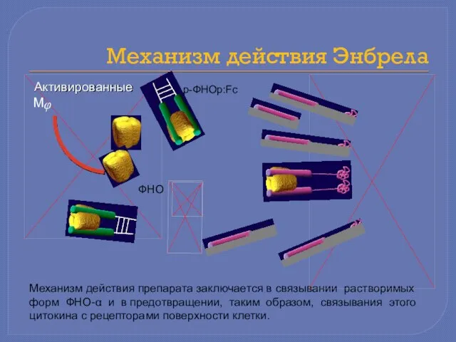 Механизм действия препарата заключается в связывании растворимых форм ФНО-α и в