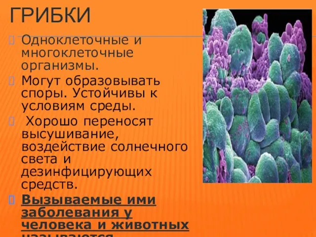 ГРИБКИ Одноклеточные и многоклеточные организмы. Могут образовывать споры. Устойчивы к условиям