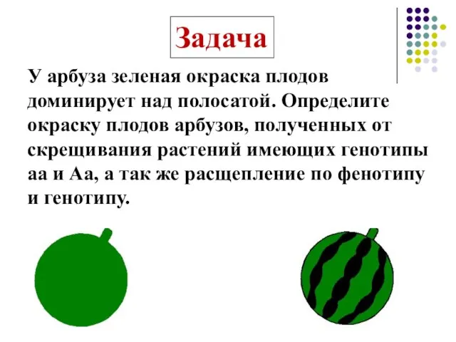 У арбуза зеленая окраска плодов доминирует над полосатой. Определите окраску плодов