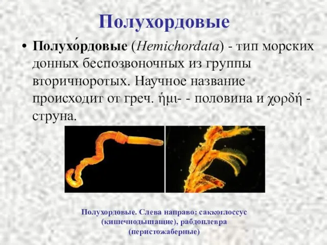Полухордовые Полухо́рдовые (Hemichordata) - тип морских донных беспозвоночных из группы вторичноротых.