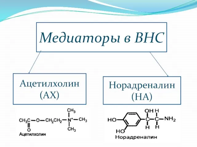 Медиаторы в ВНС Ацетилхолин (АХ) Норадреналин (НА)