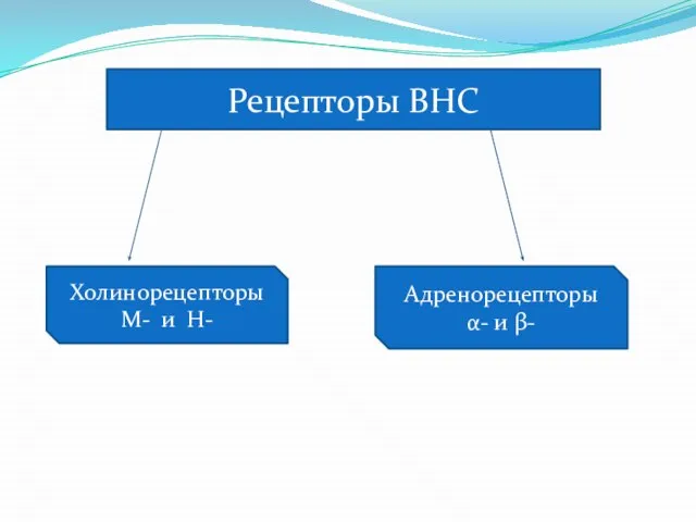 Рецепторы ВНС Холинорецепторы М- и Н- Адренорецепторы α- и β-