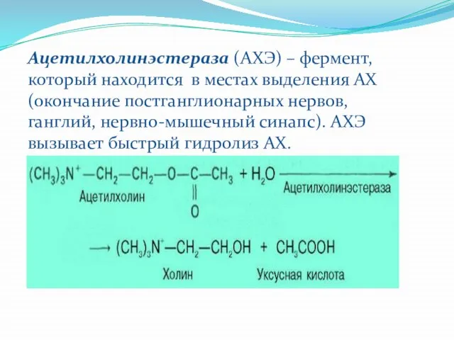 Ацетилхолинэстераза (АХЭ) – фермент, который находится в местах выделения АХ (окончание