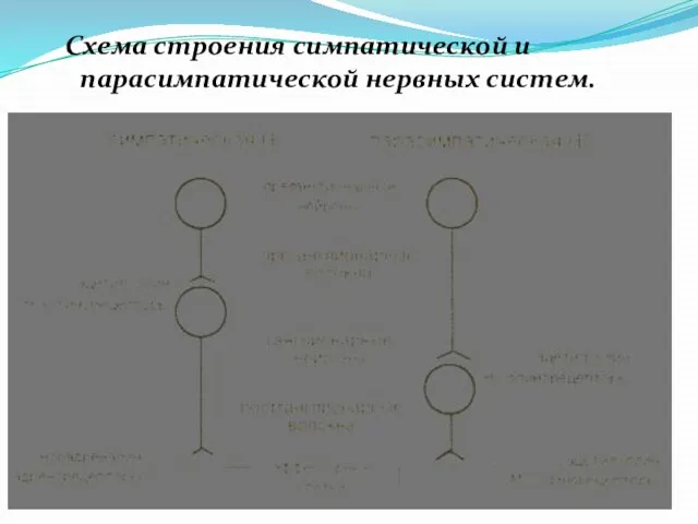 Схема строения симпатической и парасимпатической нервных систем.