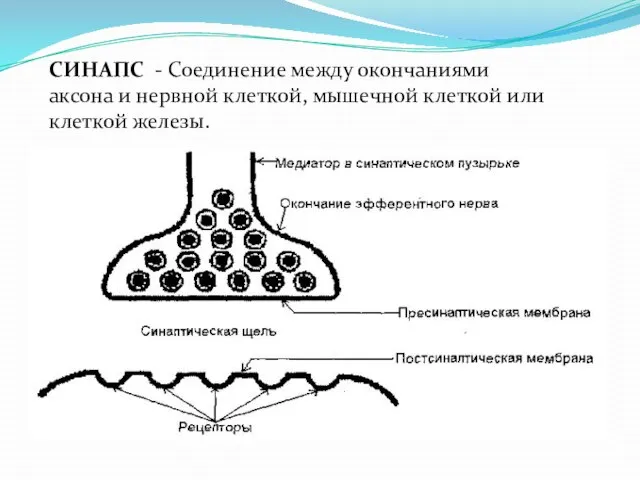 СИНАПС - Соединение между окончаниями аксона и нервной клеткой, мышечной клеткой или клеткой железы.