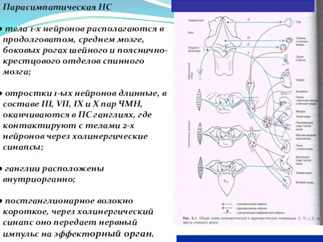 Парасимпатическая НС тела 1-х нейронов располагаются в продолговатом, среднем мозге, боковых