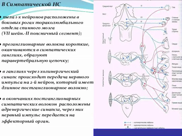 В Симпатической НС тела 1-х нейронов расположены в боковых рогах тораколюмбального