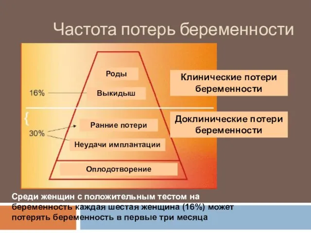 Частота потерь беременности Ранние потери Неудачи имплантации Оплодотворение Выкидыш Роды Доклинические